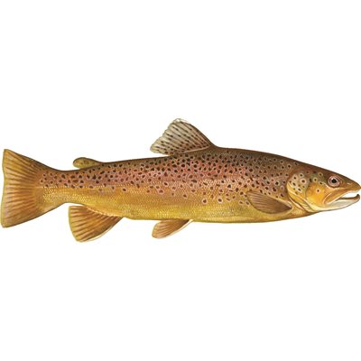 Decal Brown Trout .42" x 1.22" (C472)