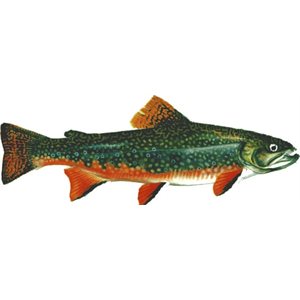 Decal Brook Trout .29" x .81" (C481)
