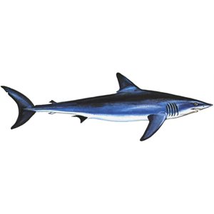 Decal Mako Shark .75" x 1.85 (C425)