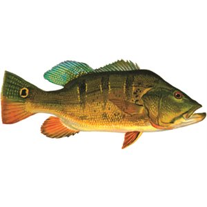 Decal Peacock Bass .60" x 1.36" (C470)
