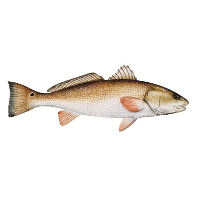 Decal Redfish (Red Drum) .59" x 1.61" (C420)