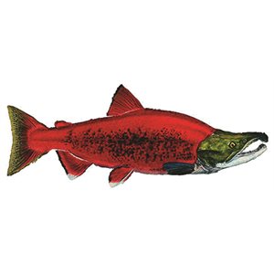 Decal Sockeye Salmon .40" x 1.02" (C503)