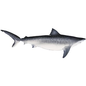 Decal Tiger Shark .85" x 2.43" (C426)